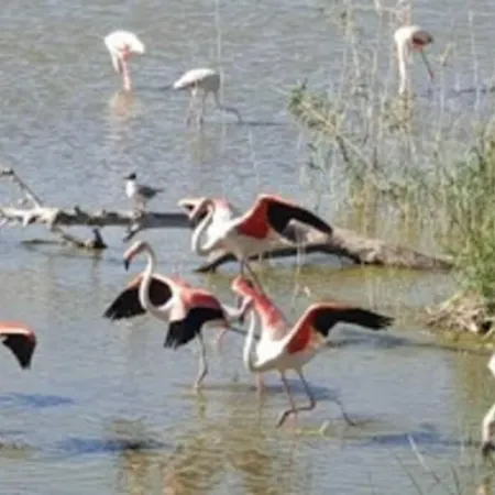 Pepa. En El Corazon Del Delta. Sant Jaume d'Enveja